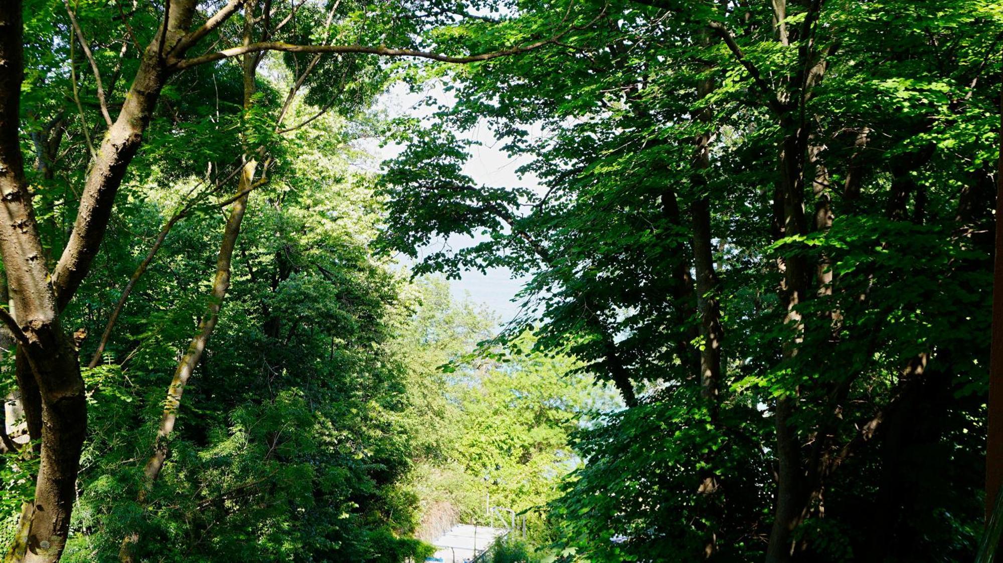 Бяла Клиф Форест - Byala Cliff Forest מראה חיצוני תמונה
